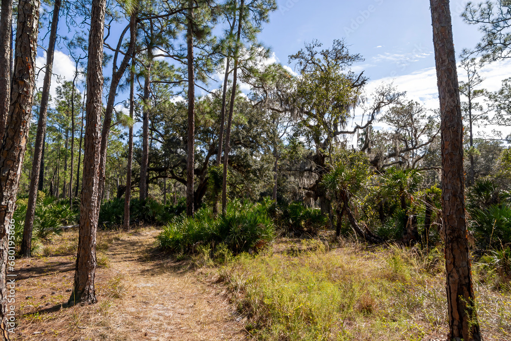Fototapeta premium Palm trees and other lush greenery line a hiking trail in Moss Park in Orlando, Florida.
