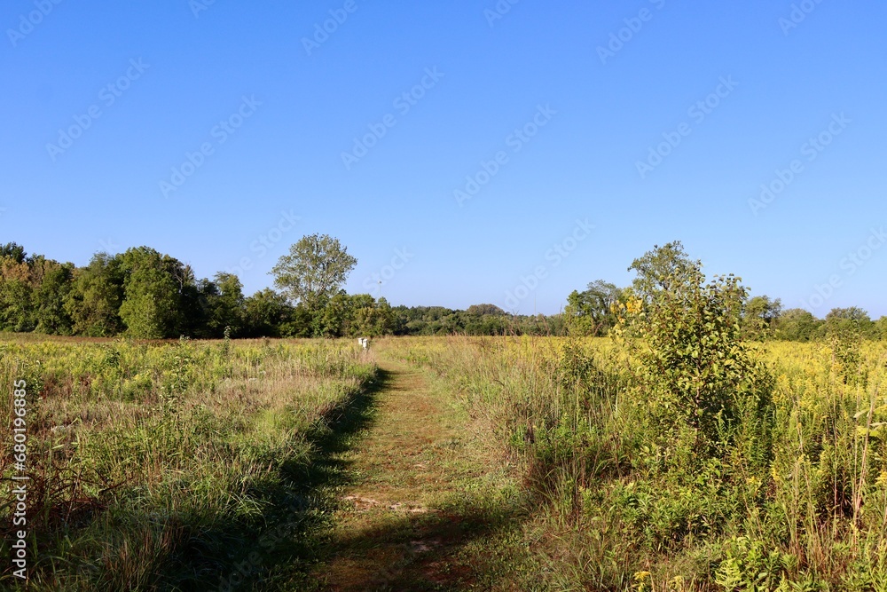 The long grass path in the country field on a sunny day.