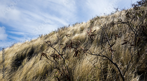 Hawaii  Diamond Head grass in the wind