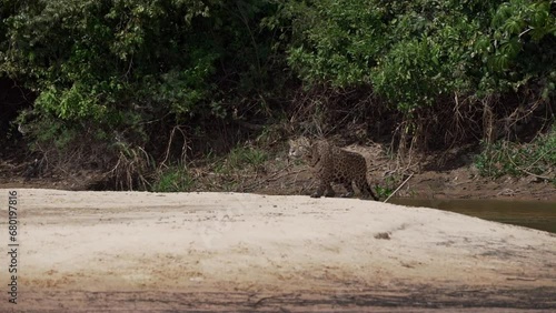 Jaguar, Panthera onca, a big solitary cat native to the Americas, hunting along the river banks of the Pantanl, the biggest swamp area of the world, near the Transpantaneira in Porto Jofre in Brazil. photo