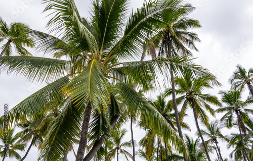 Hawaii coconut palm tree