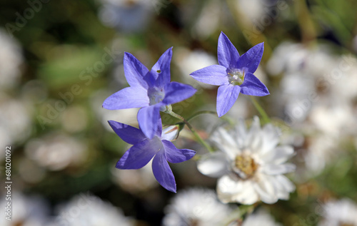 Macro image of Australian Bluebell blooms, New South Wales Australia