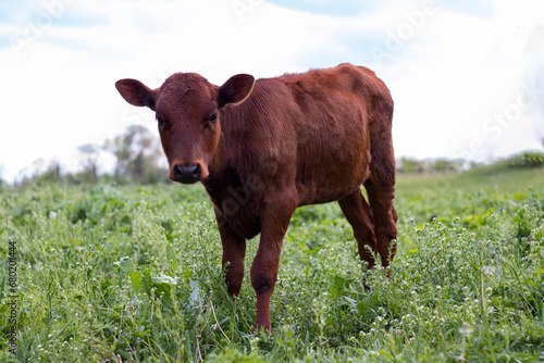 A calf stands on the grass and looks at the camera © Kateryna