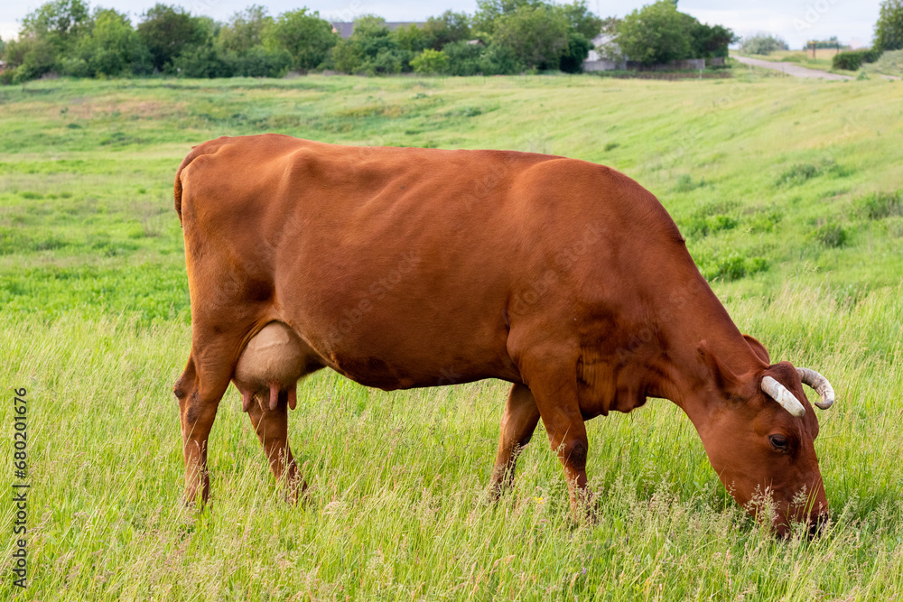 Red cow eats grass in full growth