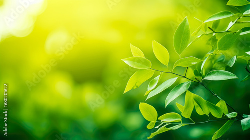 Closeup nature view of green leaf on blurred greenery background under sunlight with bokeh and copy space using as background natural plants landscape, ecology cover page concept.