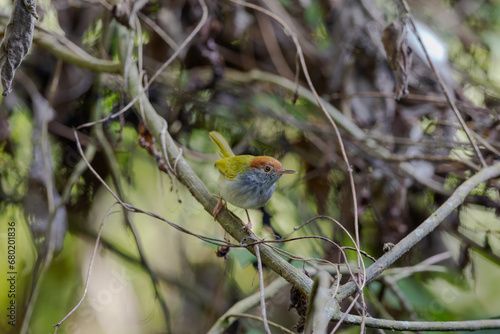 Dark-necked tailorbird (Orthotomus atrogularis) at Garbhanga WLS, Assam, India. photo