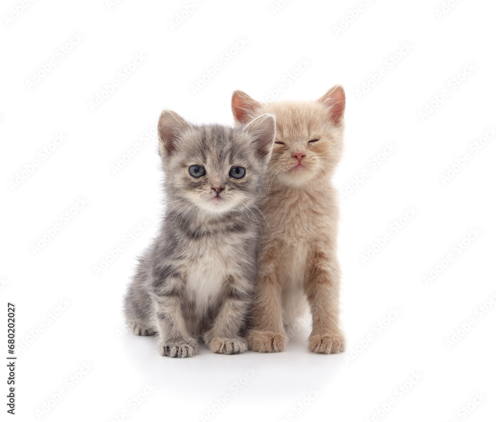 Two little different kittens sitting. Two little different kittens sitting.