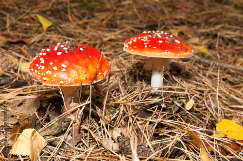 fly agaric mushroom grows in the forest in dry leaves