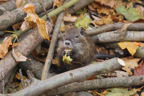 Hungry beaver
