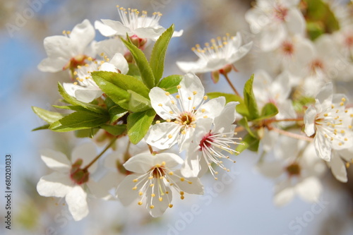 The apple blossoms are in full bloom