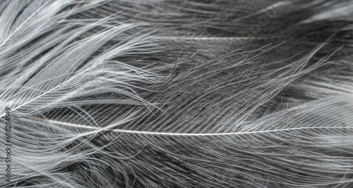 white and black feathers. background