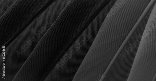 black feather pigeon macro photo. texture or background photo
