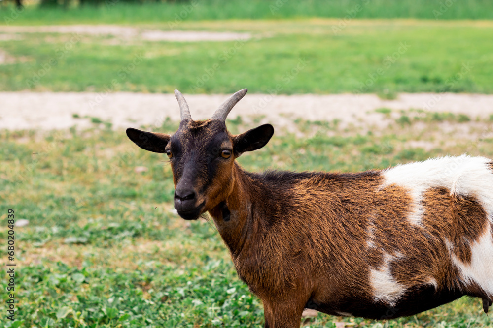 Fototapeta premium A goat walks on the lawn and looks at the camera