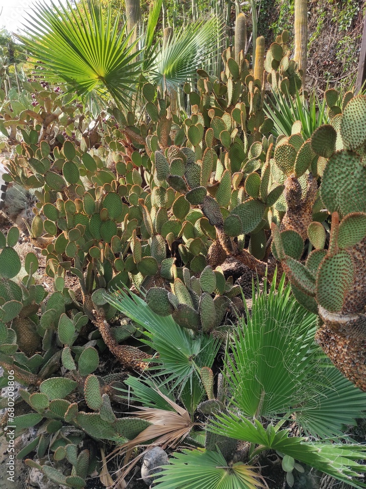 Obraz premium cactus in the garden