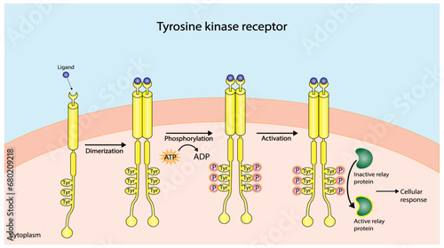 Tyrosine kinase receptor. Dimerization, phosphorylation, activation and cellular response. Cell membrane receptors for ligands as growth factors and cytokines binding. Insulin receptor. vector design