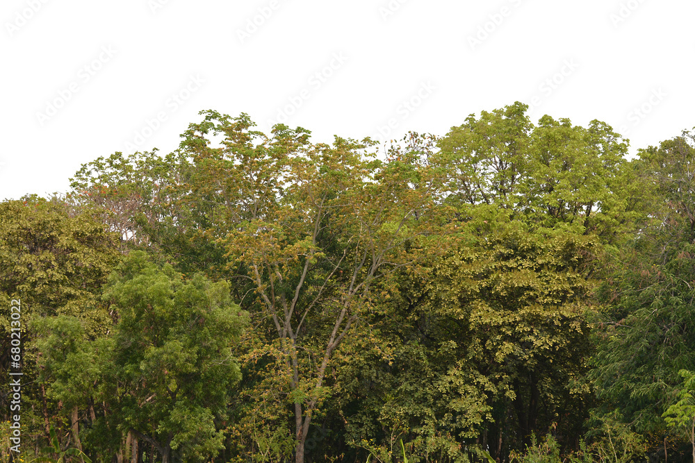 Obraz premium tree isolated transparency background.