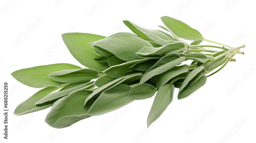 A bunch of fresh green organic sage leaves without background