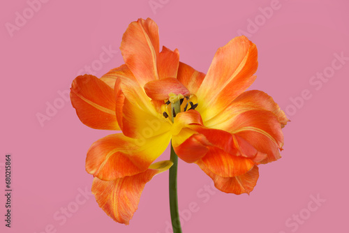 Bright yellow-orange tulip flower  isolated on pink background.