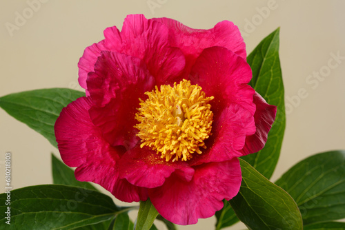 Beautiful red peony with yellow center isolated on beige background.
