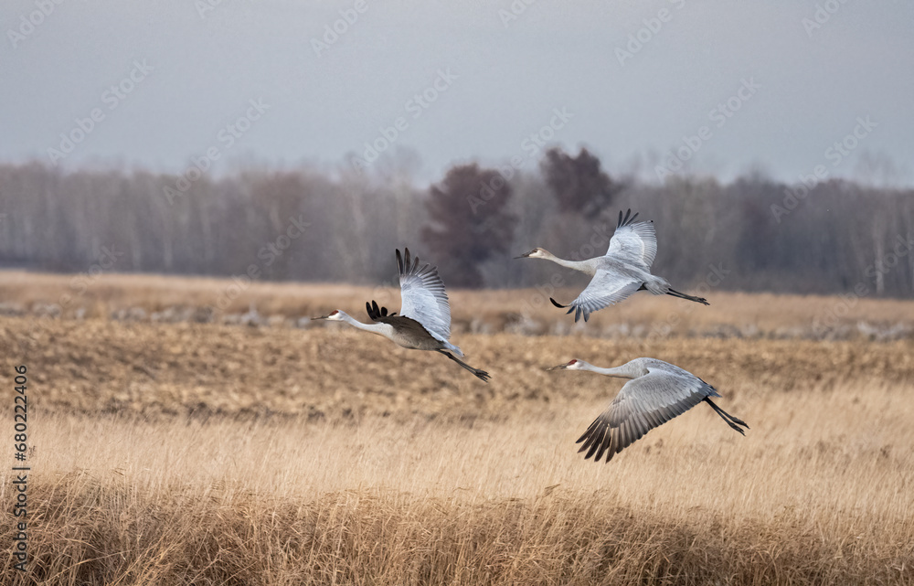 Fototapeta premium a small flock of sandhill cranes flying across harvested corn fields during migration while staging in Minnesota