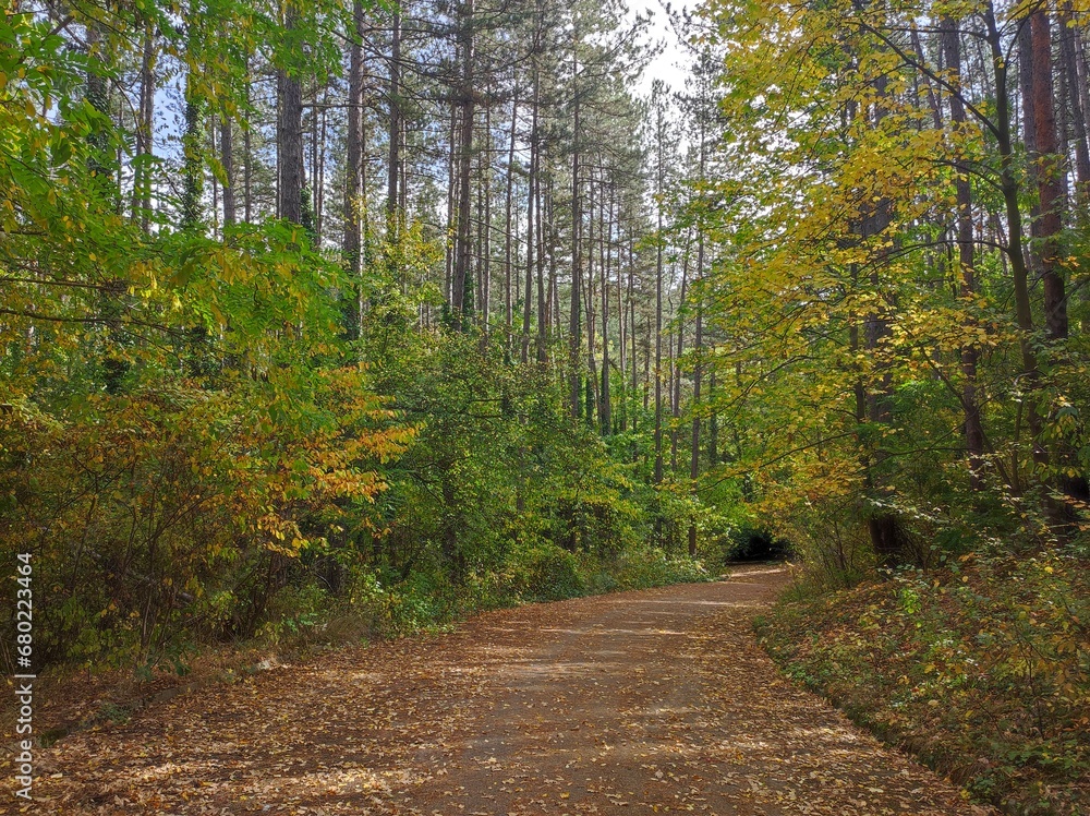 Obraz premium Path in the autumn forest