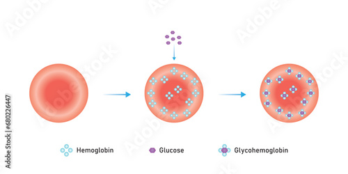 Hemoglobin A1c Scientific Design. Vector Illustration.	