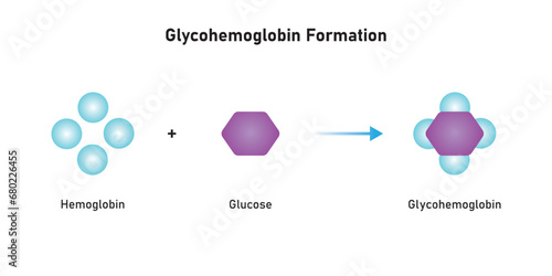 Glycohemoglobin Formation Scientific Design. Vector Illustration.	