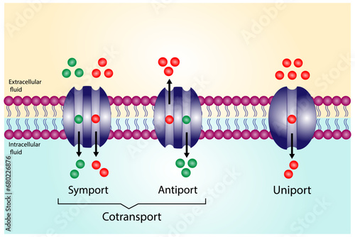 Membrane transporters of ions and molecules across cell membranes. Membrane Transport Systems. Types of cell membrane channels: Uniport, Symporter and Antiporter. Vector Illustration.