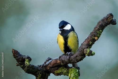 Coal tit on a branch watching his surroundings photo