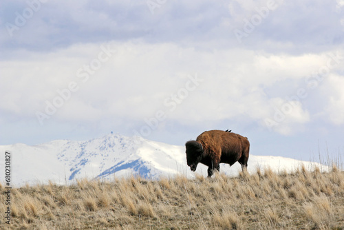 Bison on Antelope Island, Utah, in winter 