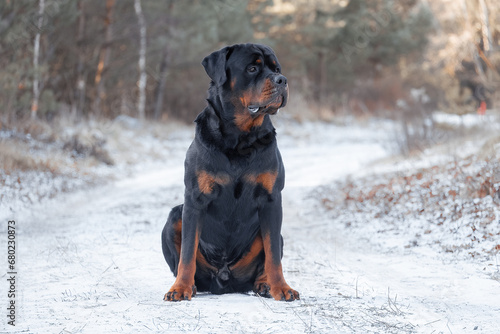 Adorable black and tan Rottweiler dog posing outdoors sitting on a snowy road