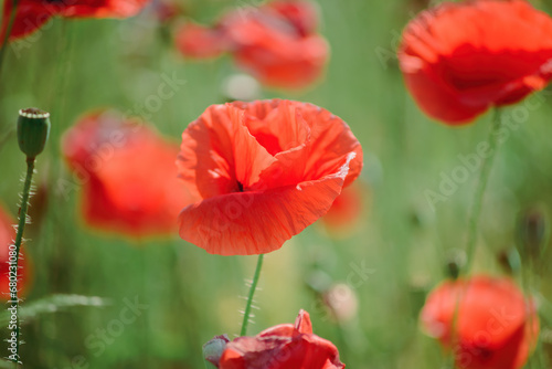 Wild flowers of red poppies in nature with beautiful lighting on summer sunny day