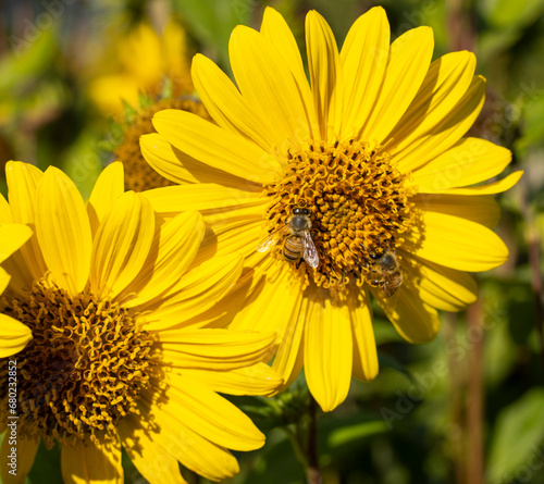 Capenoch Star  Stauden-Sonnenblume