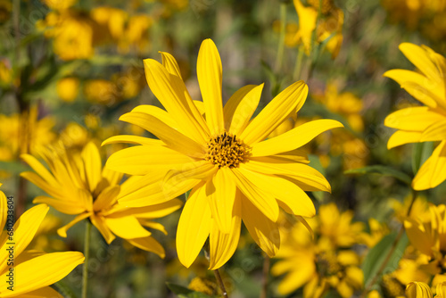 Topinambur  Helianthus tuberosus 