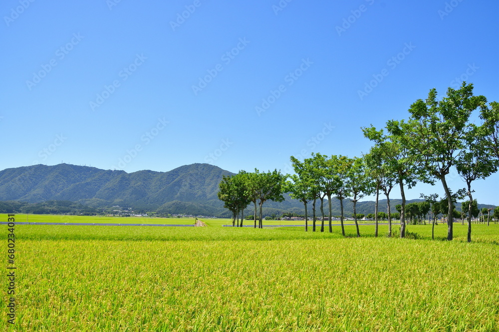 Obraz premium 夏井のはさ木 夏の風景（新潟県）