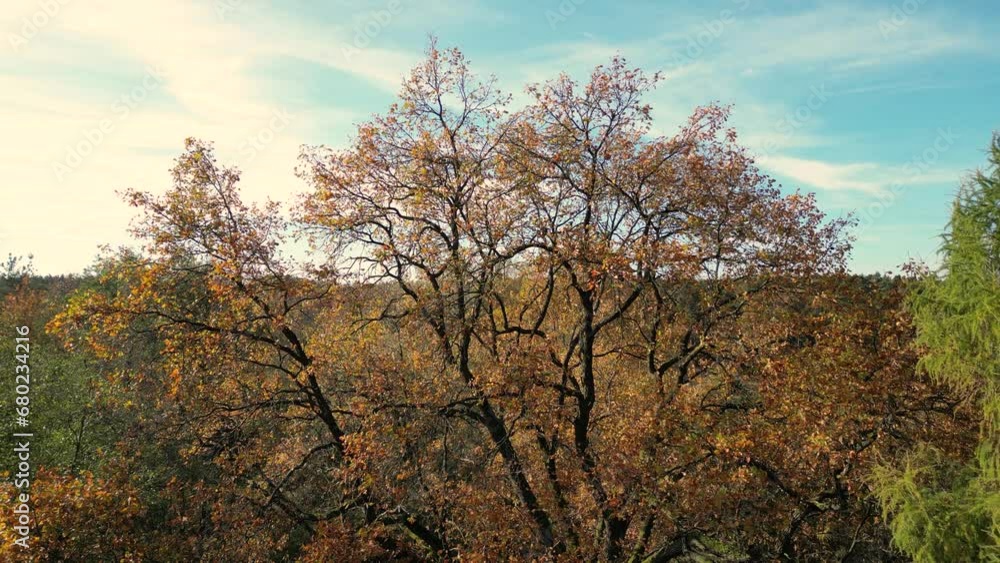 Aerial view of a rural road with a black car in yellow and orange autumn forest.Beautiful autumn landscape.Drone flying above mountain road surrounded by beautiful vibrant colorful forest. Aerial view of a rural road with a black car in yellow and orange autumn forest.Beautiful autumn landscape.Drone flying above mountain road surrounded by beautiful vibrant colorful forest.
