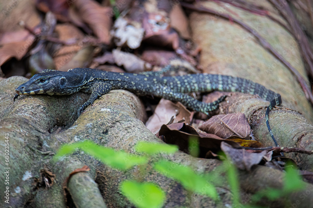Obraz premium Juvenile asian water monitor resting on the base of a tree.