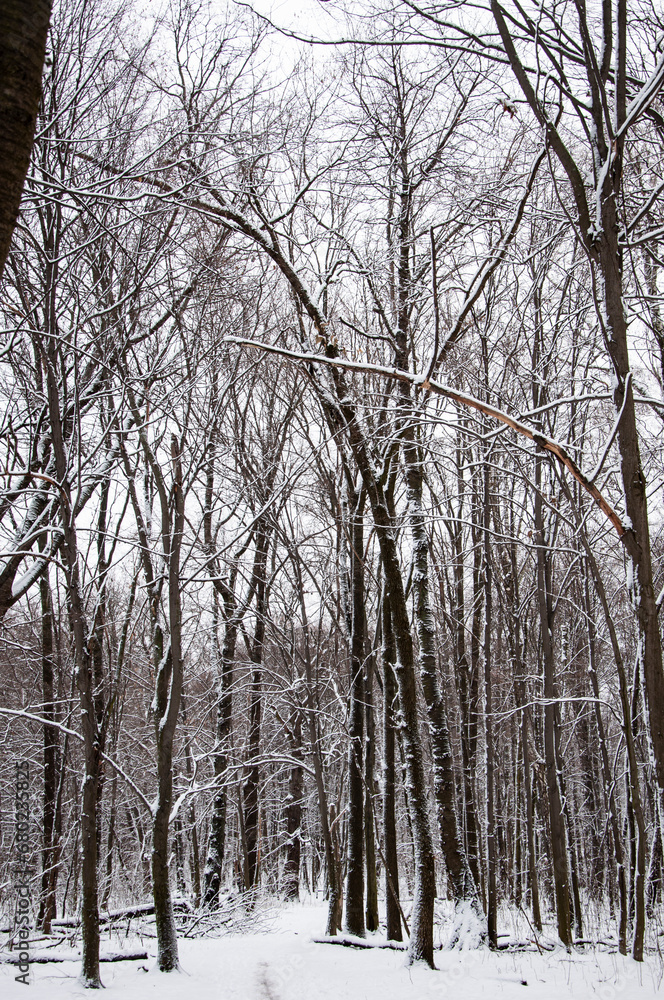 Fototapeta premium Natural landscape in winter wonderland. Nature landscape in forest. White snow outdoor. Winter forest. Nature in winter season. Winter landscape of snowy park. Seasonal trees with snow