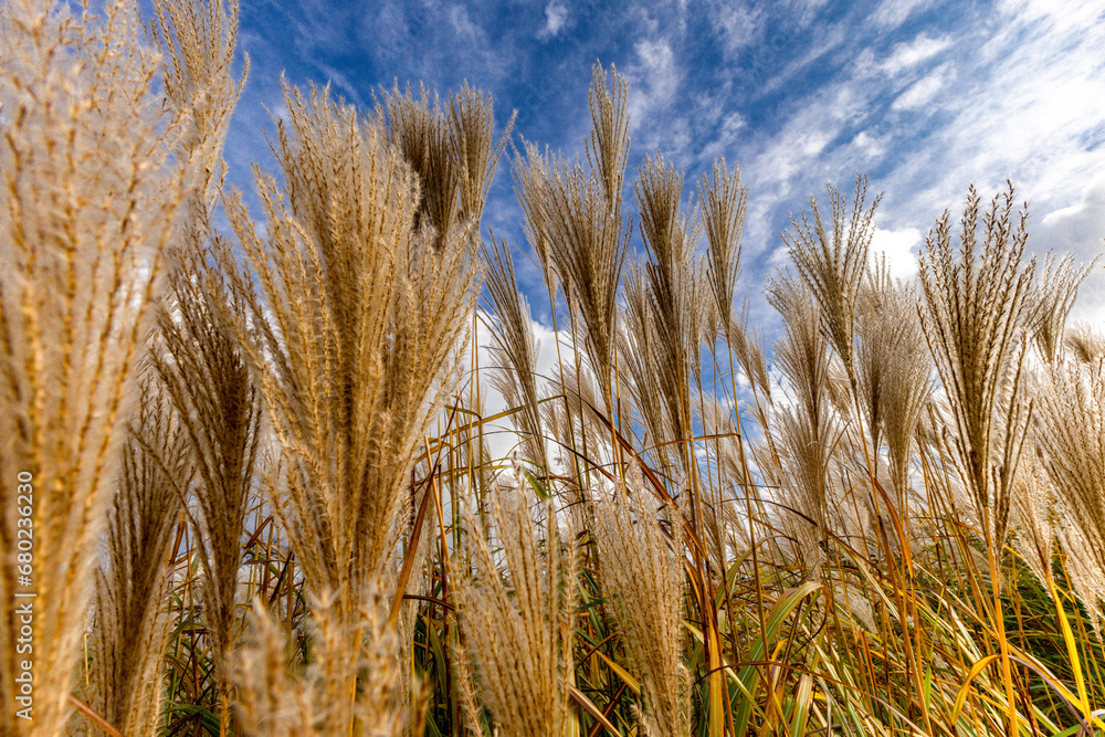 Fototapeta premium Tall grass pampas against the blue sky tidy in the garden