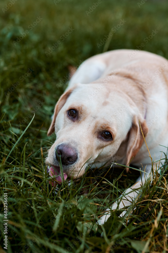 Fawn labrador outdoors sitting on the grass in the sunset light