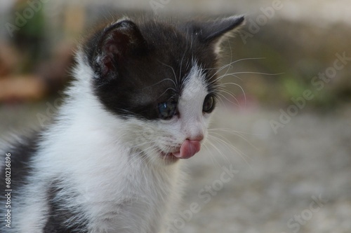 little black and white kitten is licking itself