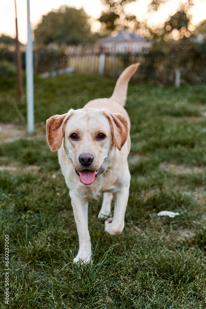 Fawn labrador outdoors walking on the grass in the sunset light Fawn labrador outdoors walking on the grass in the sunset light