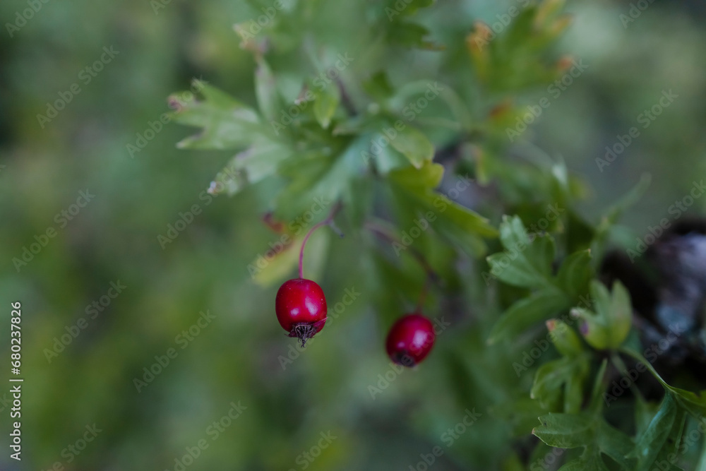 garden plants and berries in eastern Hungary and Ukraine 