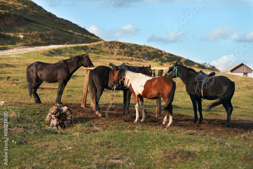 Horseback riding in the mountains. Several horses at rest at the stable.