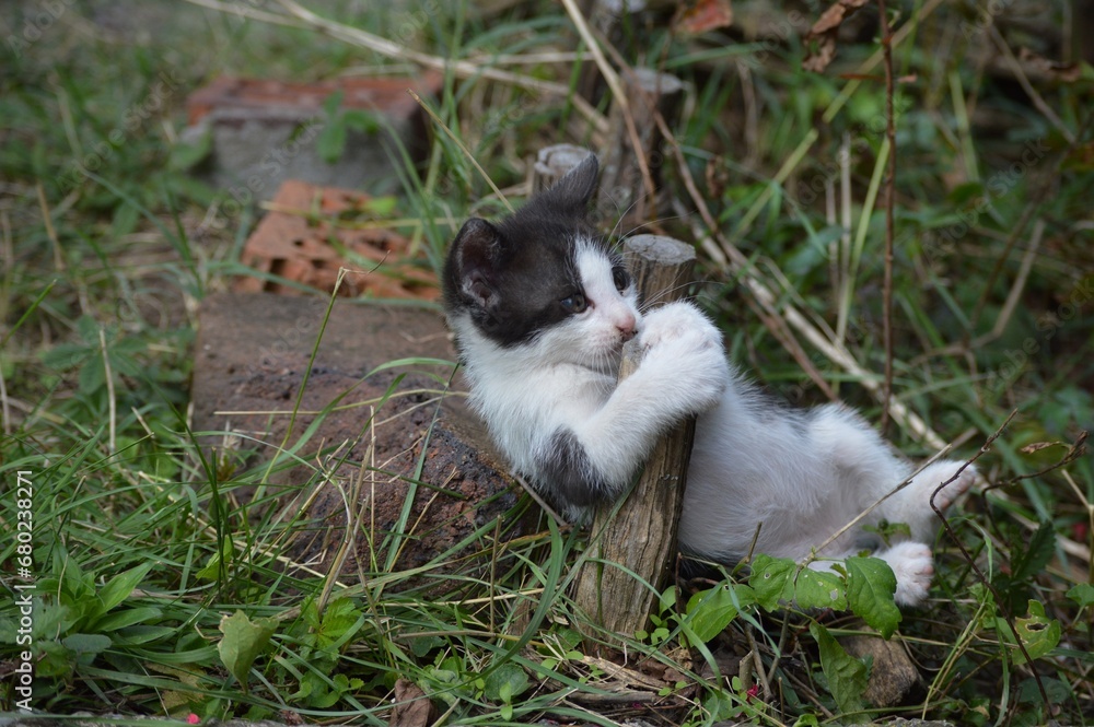 Fototapeta premium little kitten is playing