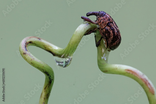 A boll weevil is foraging on the tendrils of a wild plant. This insect, which is known as a pest of cotton plants, has the scientific name Anthonomus grandis. photo