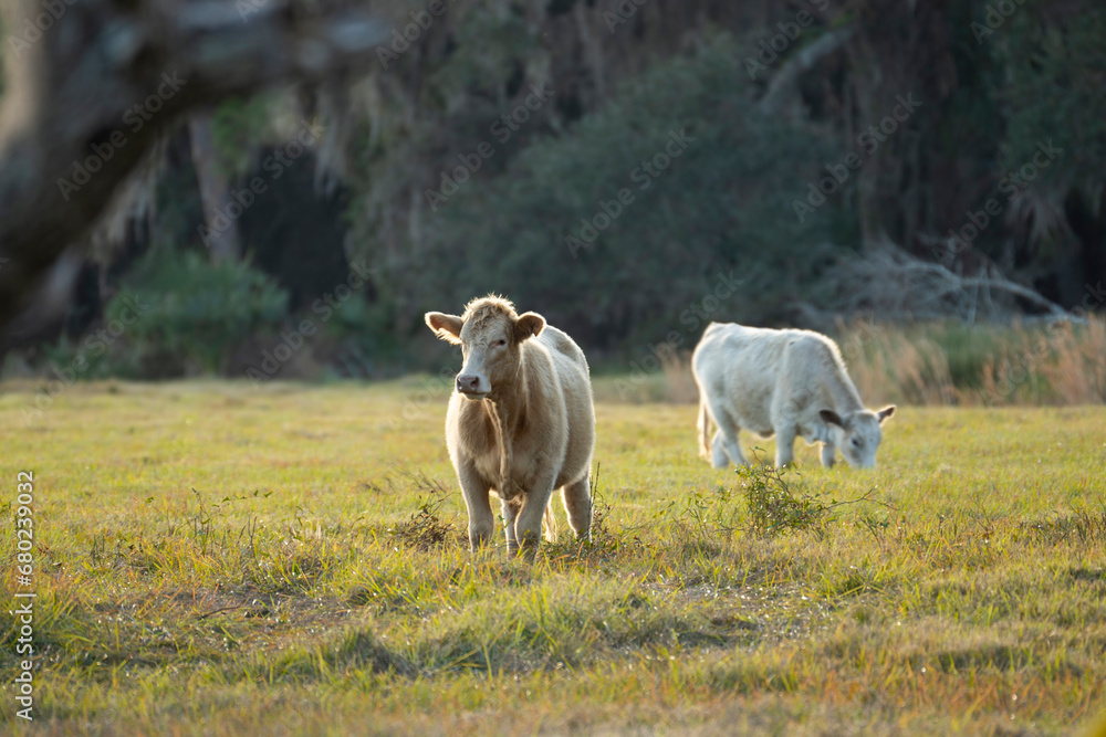 Milk cows grazing on green farm pasture on summer day. Feeding of cattle on farmland grassland Milk cows grazing on green farm pasture on summer day. Feeding of cattle on farmland grassland