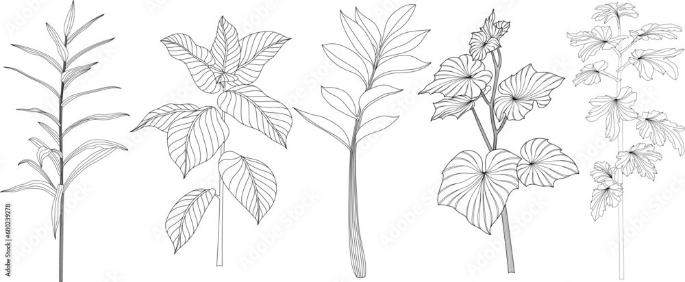 Fototapeta premium Set of hand drawn decorative plants. Black and white illustration isolate on white.