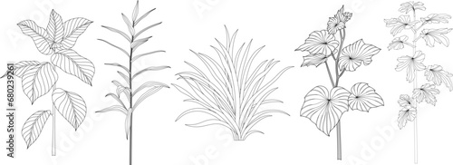 Set of hand drawn decorative plants. Black and white illustration isolate on white.