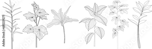 Set of hand drawn decorative plants. Black and white illustration isolate on white.